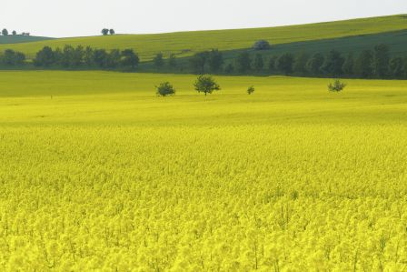 Thema Landschap