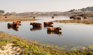 shutterstock_1128913745