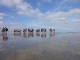 monitoring waddenzee