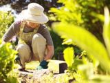 fs groen en gezondheid