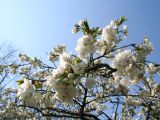 Natuur bloemen