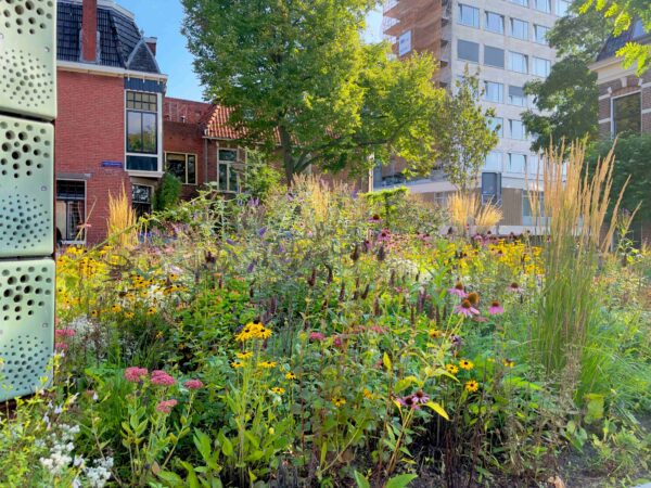 Een levendige tuin in een stedelijke omgeving met kleurrijke bloemen en planten. de tuin is aangelegd in het kader van klimaatadaptatie. Op de achtergrond zijn gebouwen te zien, waaronder een bakstenen gebouw aan de linkerkant en een hoger modern gebouw aan de rechterkant.